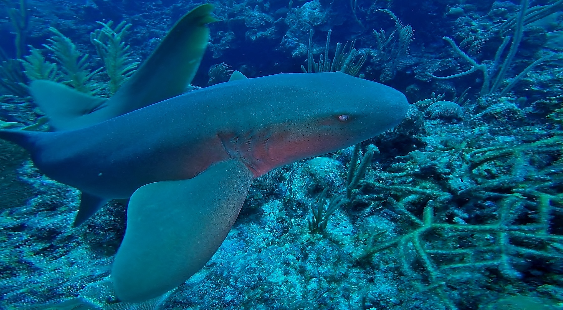 nurse shark belize