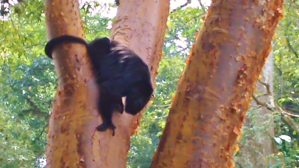 alpha howler monkey tree