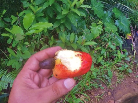 cashew_fruit_no_apple_iphone